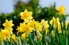 FRÜHLING – 5 GRÜNDE, EINEN BETTNÄSSE-ALARM AUSZUPROBIEREN